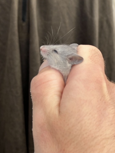 Silky Mouse