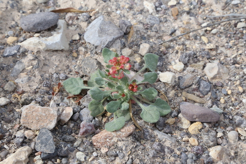 Image of Eriogonum abertianum by (c) Reid Hardin, some rights reserved (CC BY)