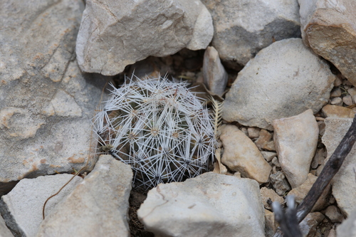Image of Escobaria hesteri by (c) Reid Hardin, some rights reserved (CC BY)
