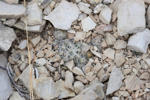 Hester's Corycactus (Escobaria hesteri)