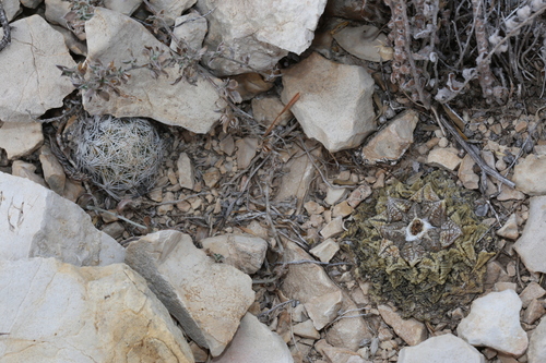 Image of Escobaria hesteri by (c) Reid Hardin, some rights reserved (CC BY)