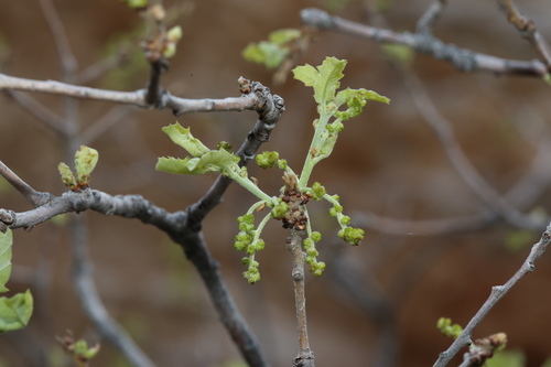 Image of Quercus pungens by (c) Reid Hardin, some rights reserved (CC BY)