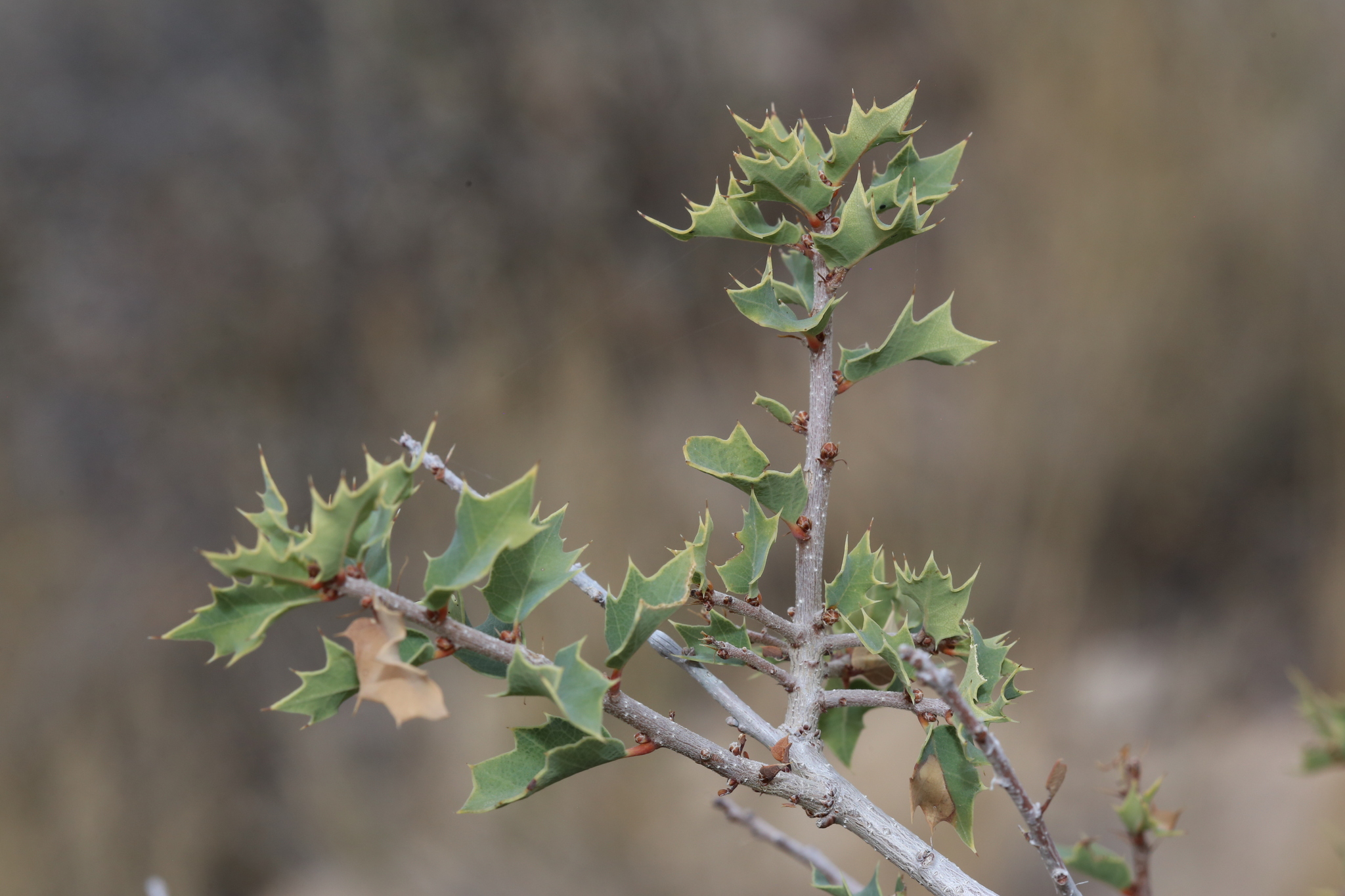 Quercus hinckleyi