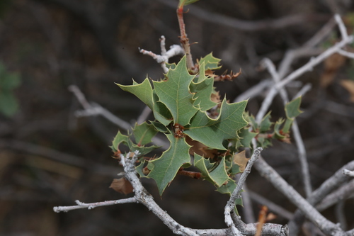 Image of Quercus hinckleyi by (c) Reid Hardin, some rights reserved (CC BY)