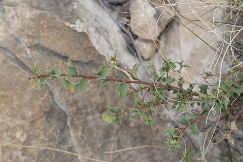 Image of Quercus hinckleyi by (c) Reid Hardin, some rights reserved (CC BY)