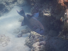 Pseudobalistes fuscus