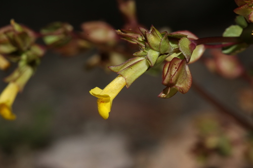 Erythranthe inamoena (Erythranthe inamoena)