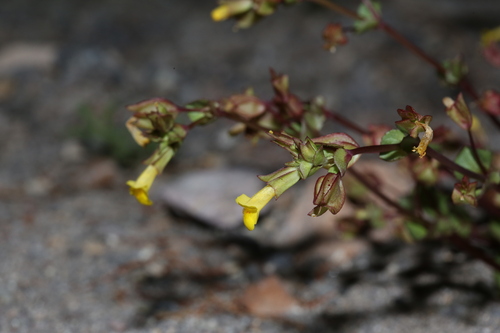 Image of Erythranthe inamoena by (c) Reid Hardin, some rights reserved (CC BY)