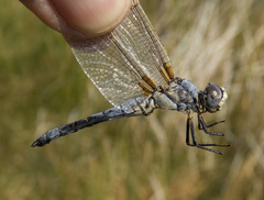 Libellula composita