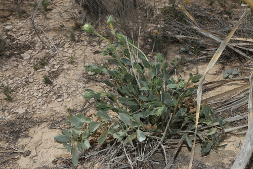 Xylorhiza wrightii, photograph 6