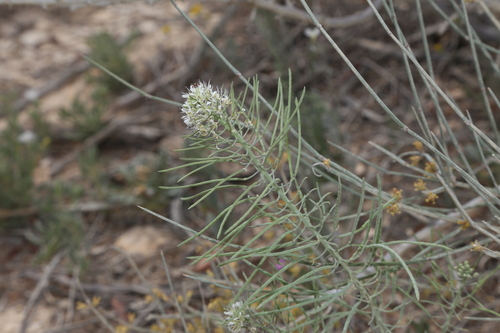 Texas Thelypody (Thelypodium texanum)