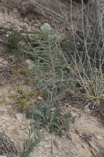 Image of Thelypodium texanum by (c) Reid Hardin, some rights reserved (CC BY)