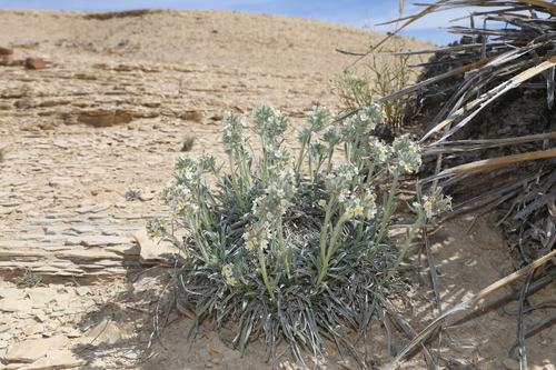 Terlingua Creek Cat's-eye (Oreocarya crassipes)
