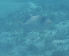 Pseudobalistes flavimarginatus