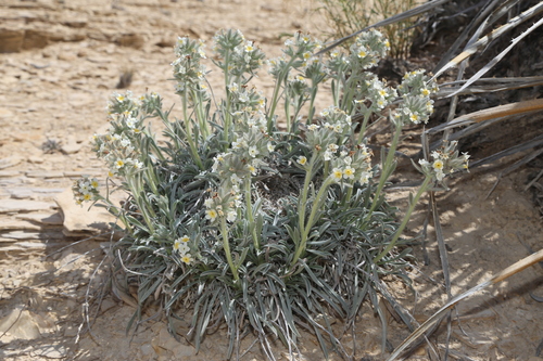 Image of Oreocarya crassipes by (c) Reid Hardin, some rights reserved (CC BY)