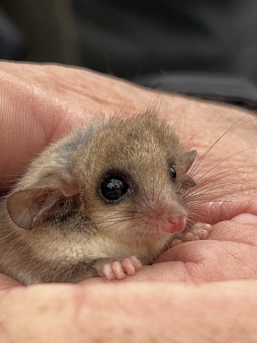 Southwestern Pygmy Possum