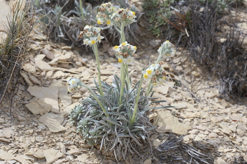 Image of Oreocarya crassipes by (c) Reid Hardin, some rights reserved (CC BY)