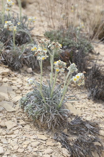 Image of Oreocarya crassipes by (c) Reid Hardin, some rights reserved (CC BY)