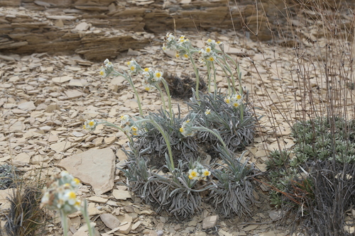 Image of Oreocarya crassipes by (c) Reid Hardin, some rights reserved (CC BY)