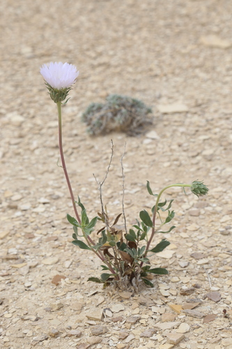 Xylorhiza wrightii, photograph 4