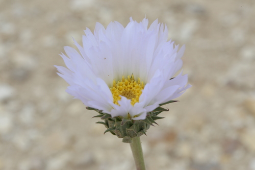 Xylorhiza wrightii, photograph 5