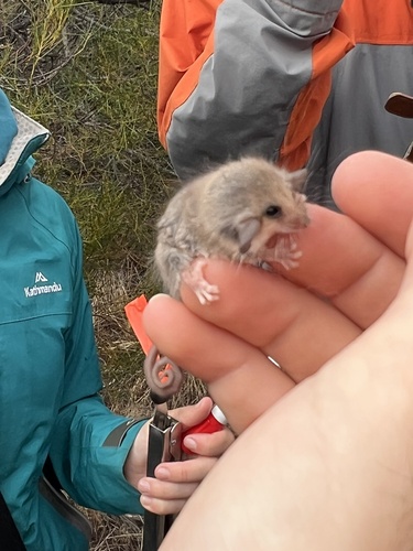 Tasmanian Pygmy Possum