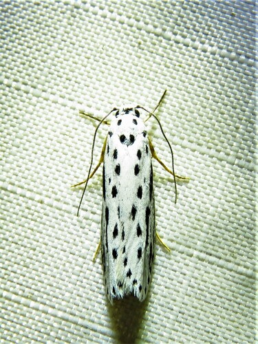 Zeller's Ethmia Moth photo 5