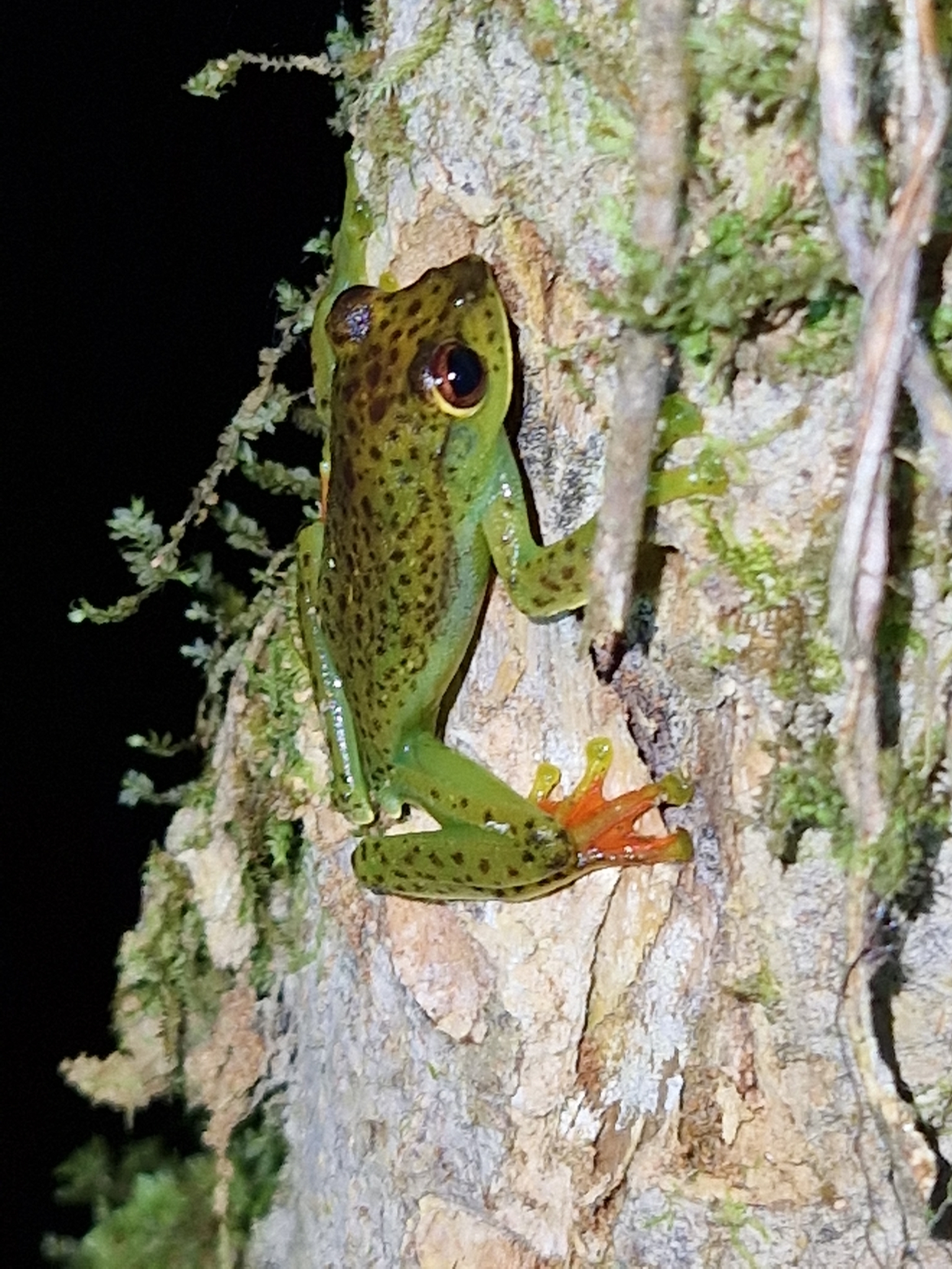 Bengkulu Flying Frog photo 8