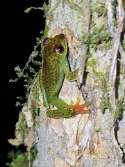 Bengkulu Flying Frog photo 5