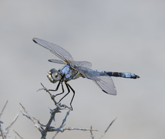 Libellula composita