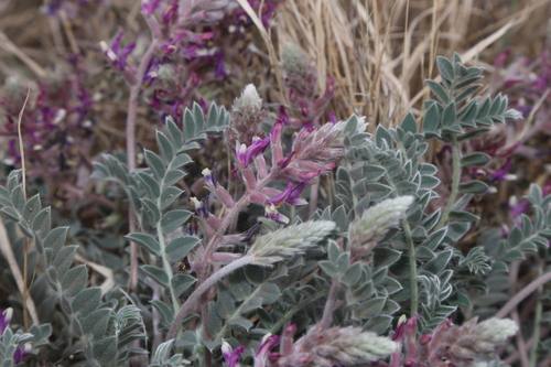 woolly locoweed (Astragalus mollissimus)