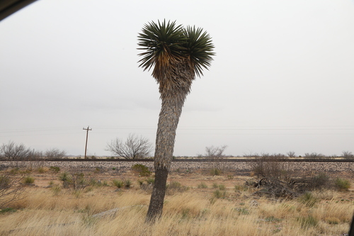 Image of Yucca faxoniana by (c) Reid Hardin, some rights reserved (CC BY)
