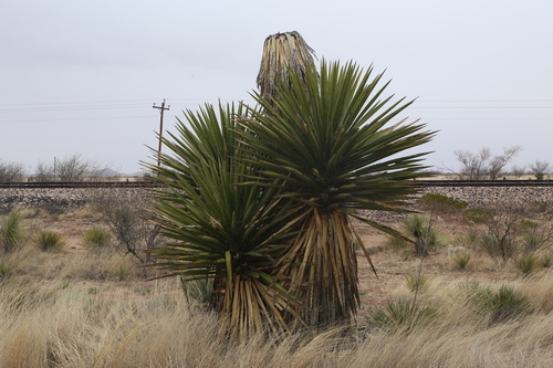 Yucca faxoniana