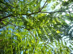 Vachellia sphaerocephala