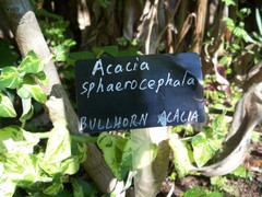 Vachellia sphaerocephala