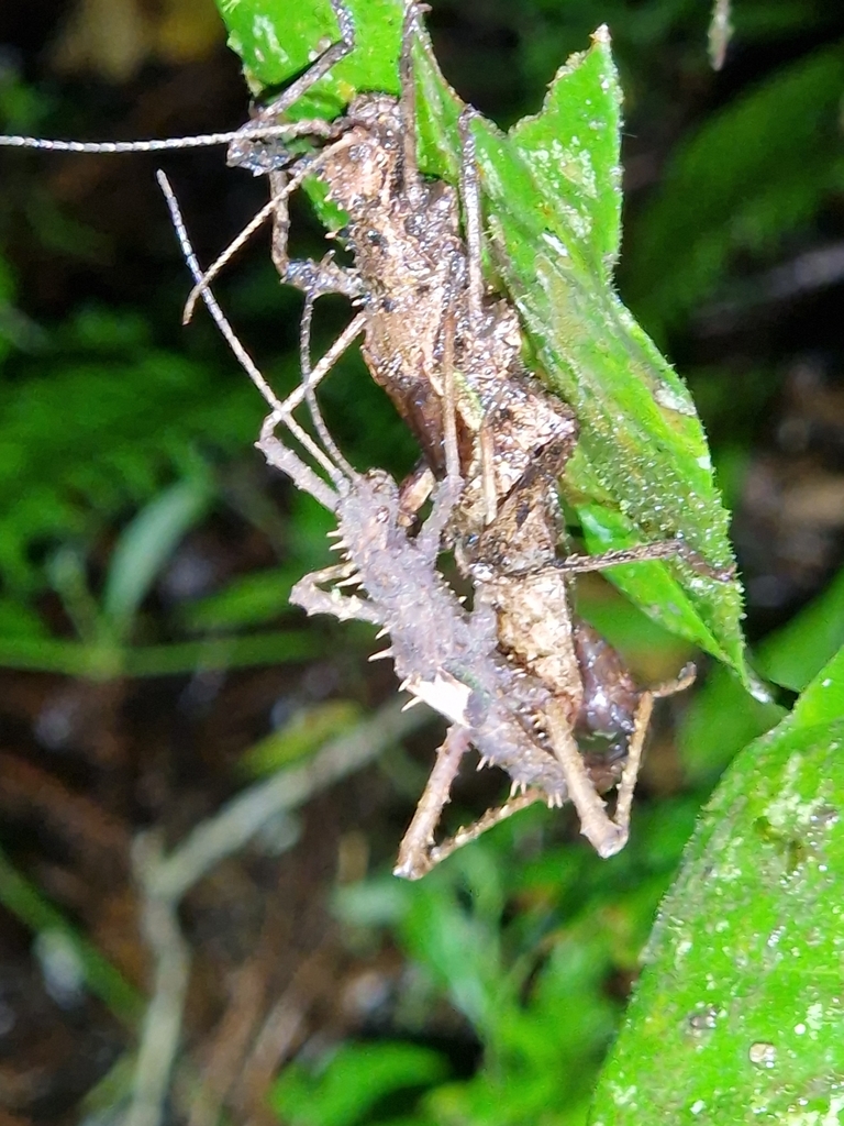 Haaniella parva (Haaniella parva)