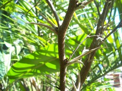 Vachellia sphaerocephala
