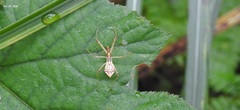 Epidaus tuberosus