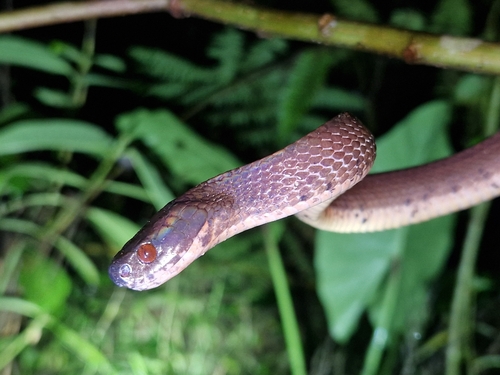 Photo of a Sumatra Slug Snake (Asthenodipsas tropidonotus)