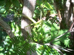 Vachellia sphaerocephala