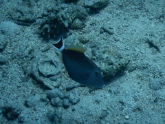 Sufflamen albicaudatum