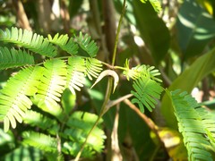 Vachellia sphaerocephala