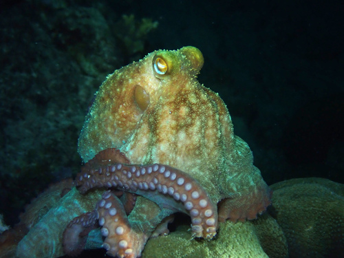 Caribbean reef octopus