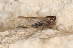 Muellerianella laminalis