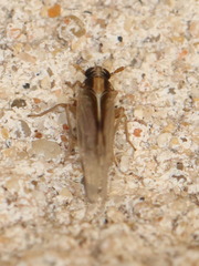 Muellerianella laminalis