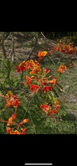 Caesalpinia pulcherrima image