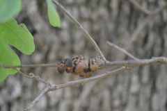 Disholcaspis spongiosa