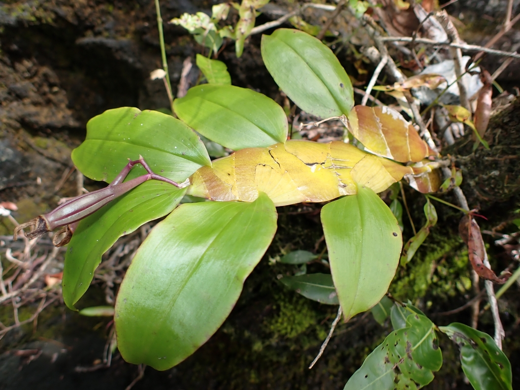 Dendrobium platygastrium Rchb.f.