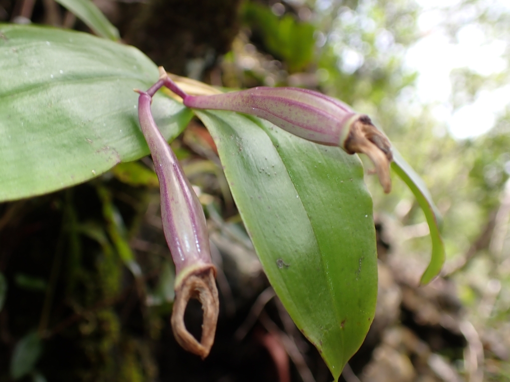 Dendrobium platygastrium Rchb.f. 2