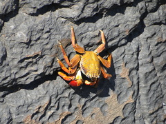 Grapsus grapsus